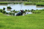 Farmer Working In A Farm Stock Photo