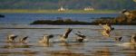 Greylag Geese Landing On Water On Islay Stock Photo