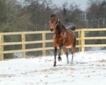 Horse In The Snow Stock Photo