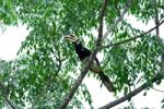 Male Oriental Pied Hornbill Stock Photo