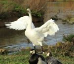 Bewick Swan  Stock Photo