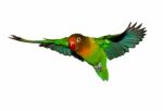 Flying Lovebird Stock Photo