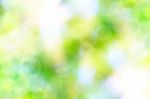 Abstract Spring Green Background And Light Reflect Stock Photo