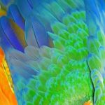 Harlequin Macaw Feathers Stock Photo