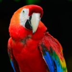 Scarlet Macaw Stock Photo