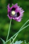 Poppy Stock Photo