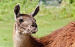 Isolated Picture With A Llama Looking At Camera Stock Photo