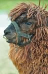 Alpaca Stock Photo