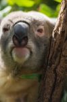 Koala By Itself In A Tree Stock Photo