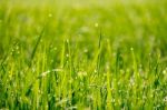 Drops Of Dew On A Rice Plant Stock Photo