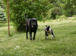 Lab And Boston Terrier Stock Photo