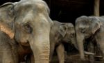 Thai Elephant Stock Photo