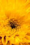 Close-up Of A Yellow Chrysanthemum Stock Photo