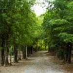 Path Through Bamboo Stock Photo