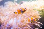 Cartoon Fish Near Sea Anemone Stock Photo