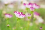 Cosmos With Green Nature Stock Photo