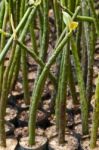 Little Mangrove Stock Photo