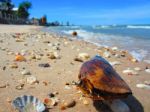 Many Type Of Shells On The Beach In Thailand With Sea Wave Stock Photo