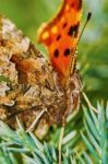 Comma Butterfly (polygonia C-album) Basking In The Sun Stock Photo