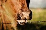 Australian Cow Stock Photo