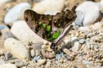 Close Up Tailed Jay Butterfly With Have Green Spots On Wings Stock Photo