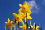 Daffodils Stock Photo