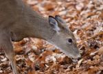 Beautiful Photo Of The Cute Deer Eating The Leaves Stock Photo