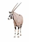 Gemsbok Or Oryx Stock Photo