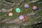 Painted In Snail Shell Stock Photo