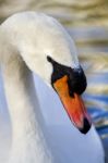 Beautiful White Swan Bird Stock Photo