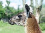 The Portrait Of The Suspicious Lama Stock Photo