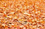 Pathway In Colorful Autumn Arboretum Park Stock Photo