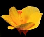 Yellow Hibiscus Stock Photo