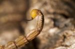 Buthus Scorpion Sting Tail Stock Photo