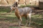 Patagonian Mara Stock Photo