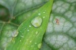 Green Leaf With Drops Of Water Stock Photo