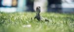 Water Dragon Outside During The Day Stock Photo