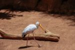 Fuengirola, Andalucia/spain - July 4 : Yellow-billed Stork (myct Stock Photo