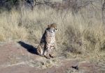 Cheetah In Namibia Stock Photo