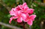 Plumeria, Pink Stock Photo