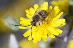 Long Horned Bee Stock Photo