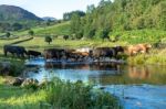 Cattle Crossing The Ford At Watendlath Tarn Stock Photo