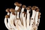 Mushrooms On A Black Background Stock Photo