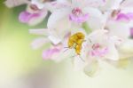 Red Cucurbit Leaf Beetle On Orchid Plants Stock Photo