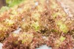 Red Coral Salad Plant In Organic Farm Stock Photo