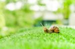 Snail Crawling Stock Photo