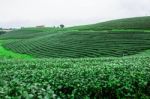 Tea Farm With Nature Stock Photo