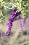 Bumblebee Flies Over Amethyst Sage Stock Photo