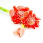 Torch Ginger Stock Photo