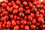 Cranberries Stock Photo